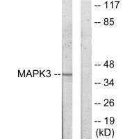 MAPKAPK3 antibody