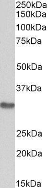Goat anti-MAPRE3 Antibody