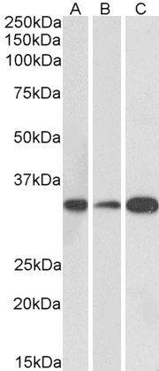 EBF3 antibody