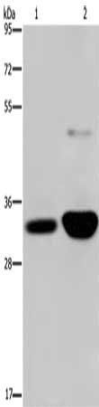 MAPRE3 Antibody