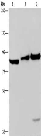 MAPRE3 antibody