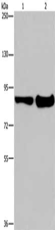 MAPRE3 antibody