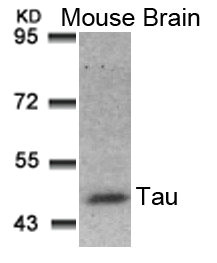 MAPT Antibody