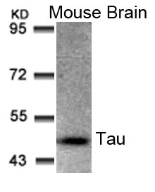 MAPT Antibody