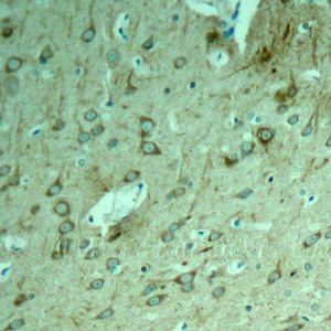 MAPT Antibody