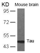 MAPT Antibody