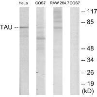 MAPT Antibody