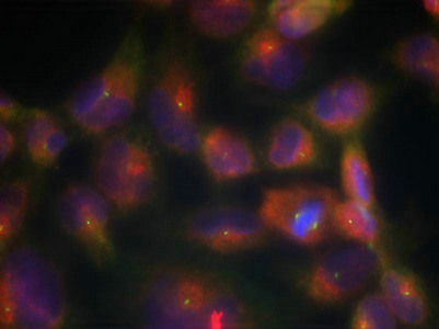 MAPT Antibody
