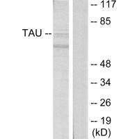 MAPT Antibody