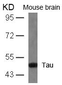 MAPT Antibody