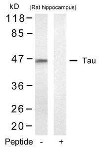 MAPT Antibody