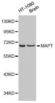 MAPT antibody