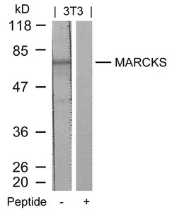 MARCKS (Ab-158) antibody