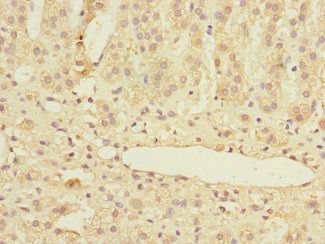 MARCKSL1 Antibody