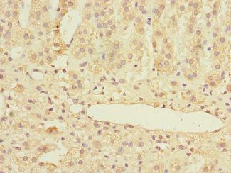 MARCKSL1 antibody