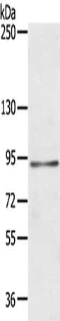 MARK1 antibody