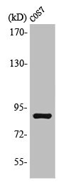MARK2 Antibody