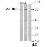 MARK3 antibody