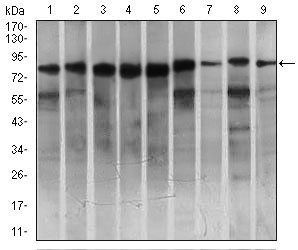 MARK3 Antibody