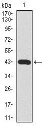 MARK3 Antibody