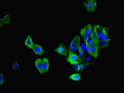 MAS1 Antibody