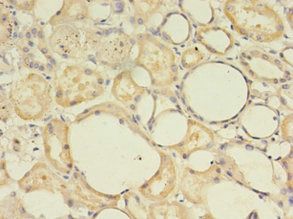 MAS1 Antibody