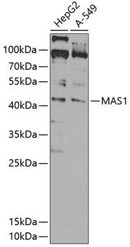 MAS1 antibody