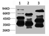 MAS1 Antibody