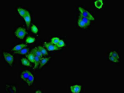 MAS1L Antibody