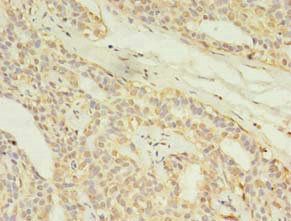 MAS1L Antibody