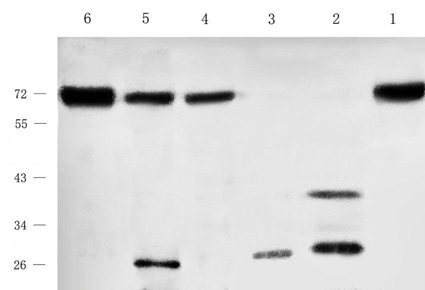 MAS antibody