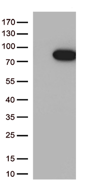 MASP2 Antibody