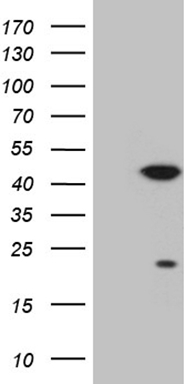 MAST2 Antibody