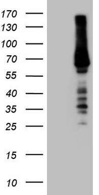 MAST2 Antibody
