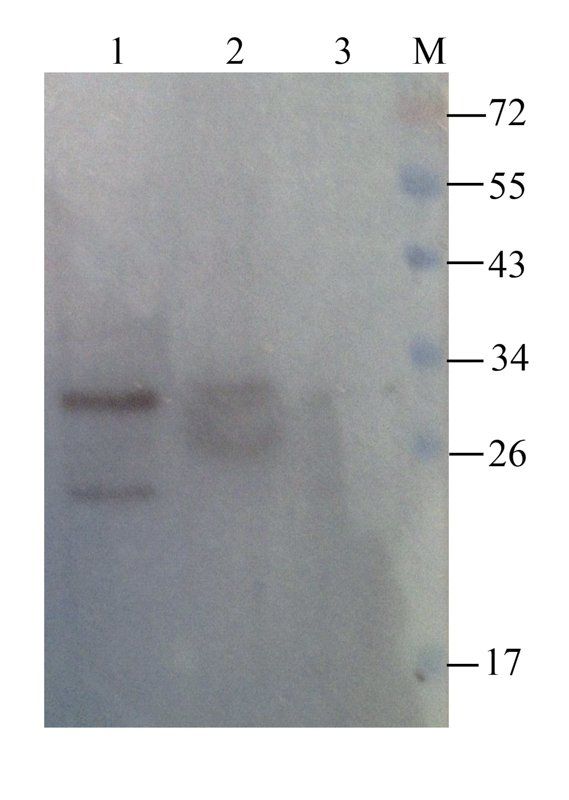 Mast Cell Chymase antibody