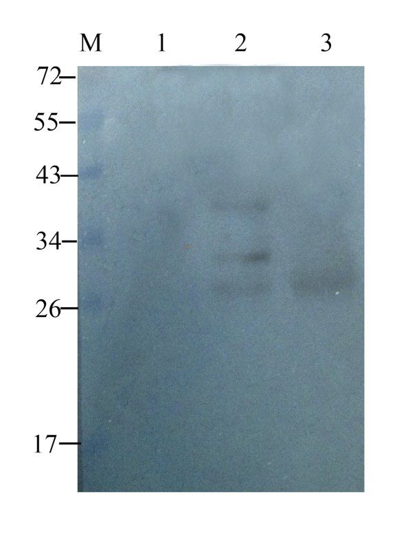 Mast Cell Chymase antibody