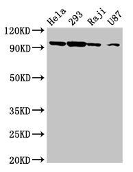 MASTL Antibody