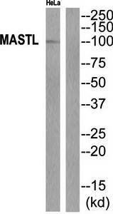 MASTL Antibody