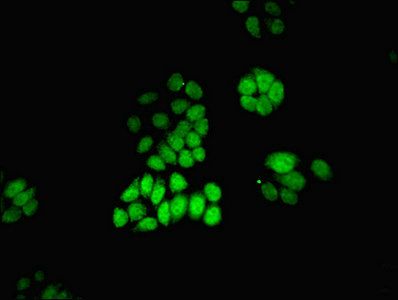 MAT2A Antibody