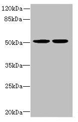 MATK antibody