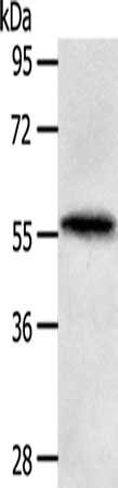 MATN4 Antibody