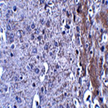 MATN4 Antibody