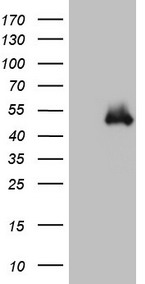 MAVS Antibody