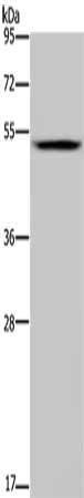 MAVS Antibody