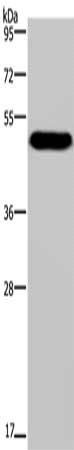 MAVS Antibody