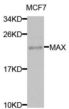 MAX antibody
