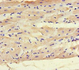 MAX Antibody
