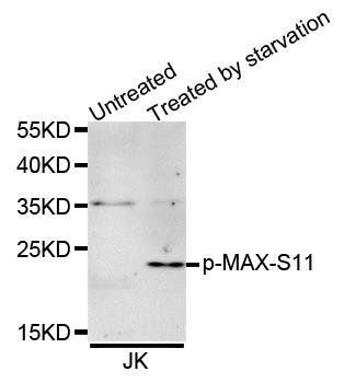 MAX (phospho-S11) antibody