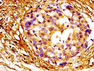 MAZ Antibody
