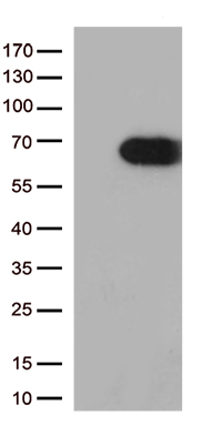 MBD1 Antibody